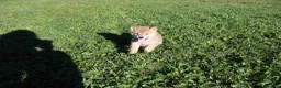 Shiba Inu dogs for sale: Boots - Ad 1