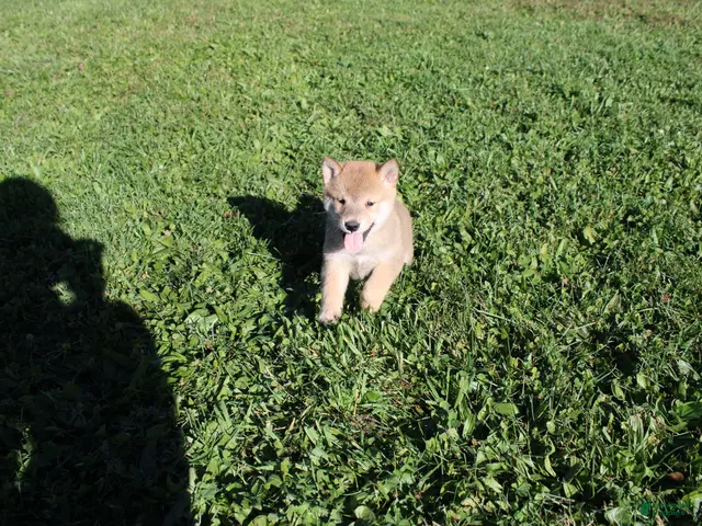 Shiba Inu dogs for sale: Boots - Ad 1