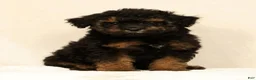 Mini Bernedoodle dogs for sale: Mateo - Ad 5