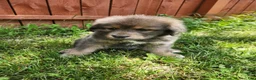 Tibetan Mastiff dogs for sale: Cleo - Ad 3