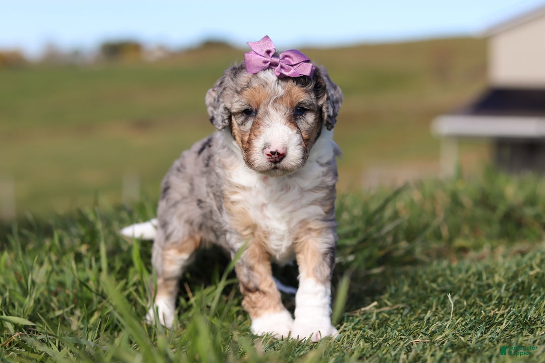 Mini Bernedoodle dogs for sale: Caroline - Ad 4