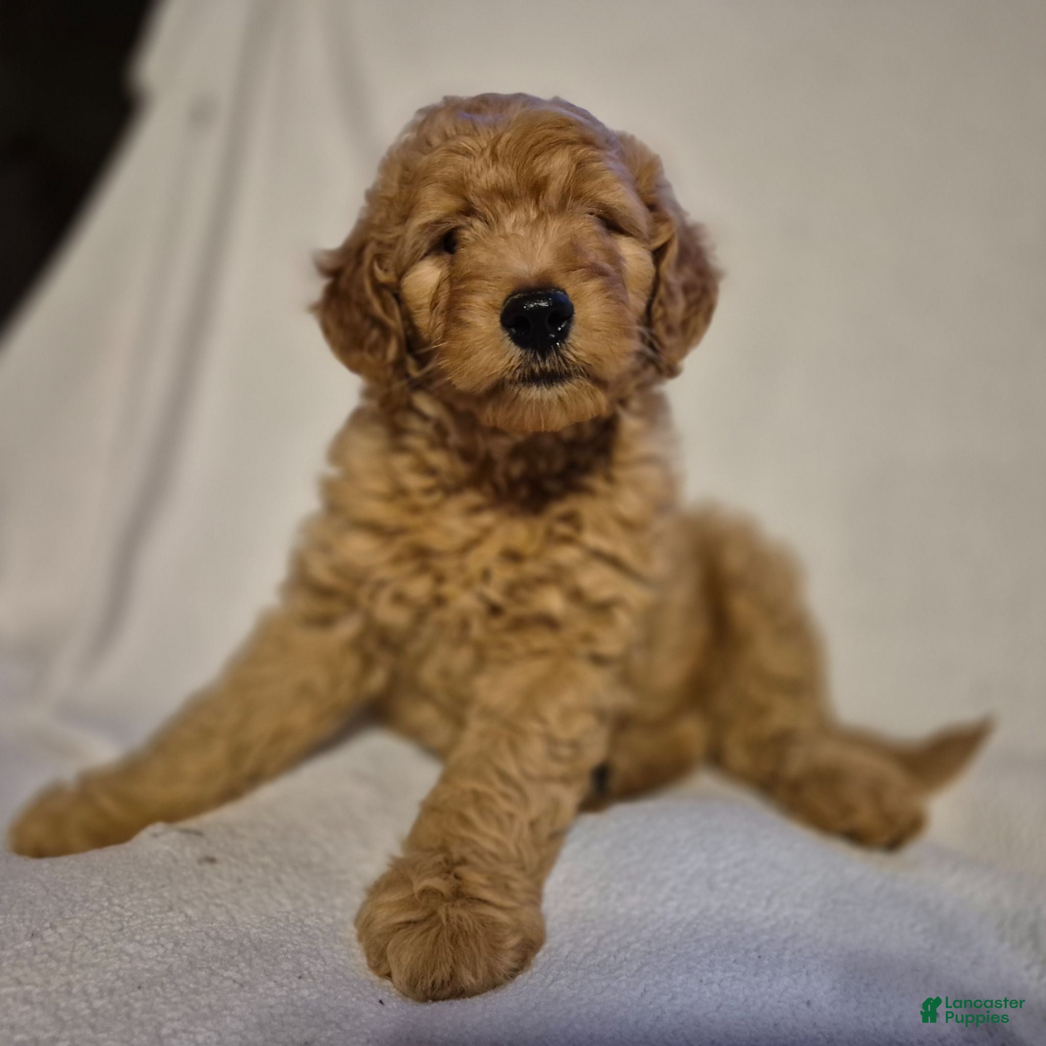 Goldendoodle dogs Teddy - Ad 2