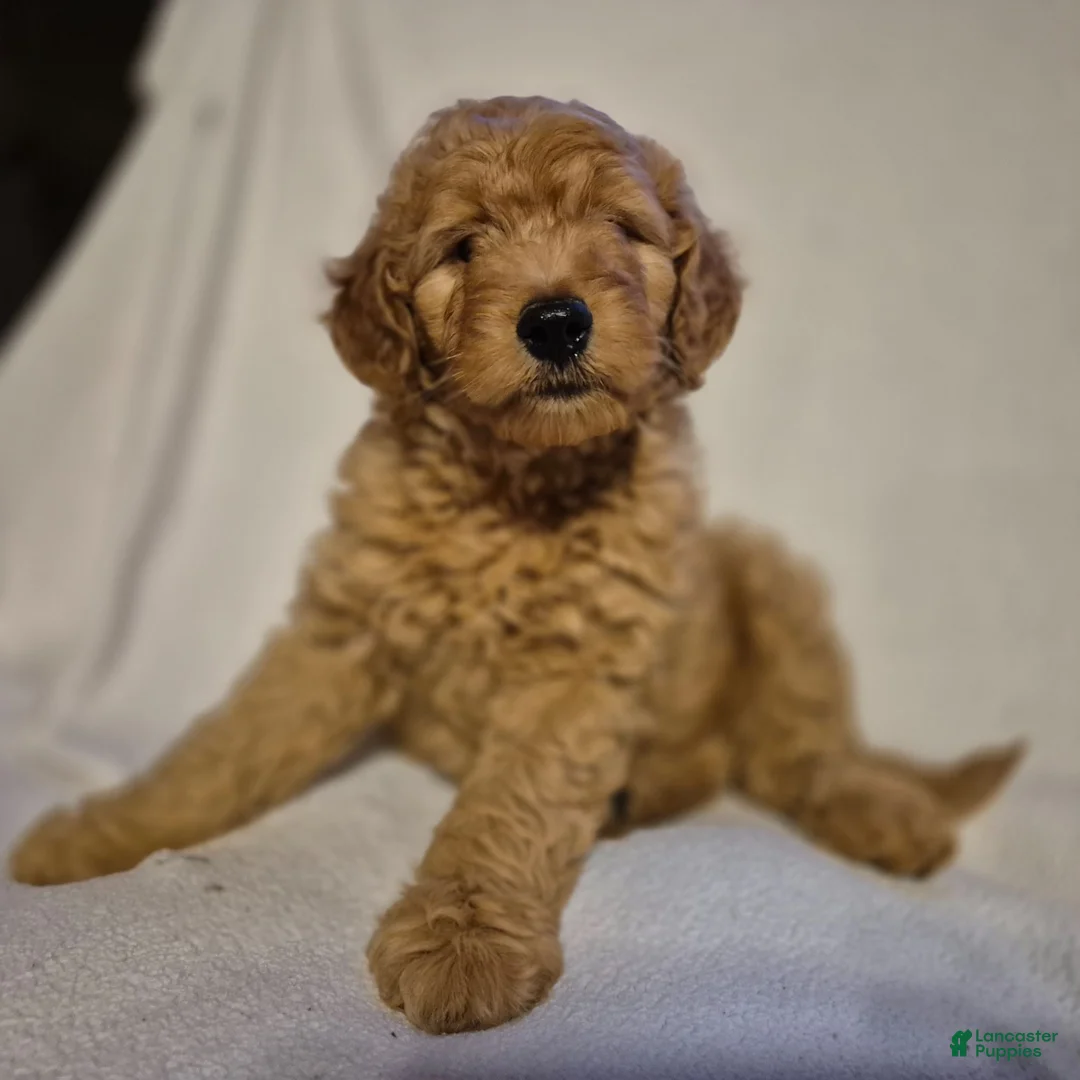 Goldendoodle dogs for sale: Teddy - Ad 2