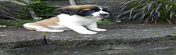 Saint Bernard dogs for sale: Carla  - Ad 2
