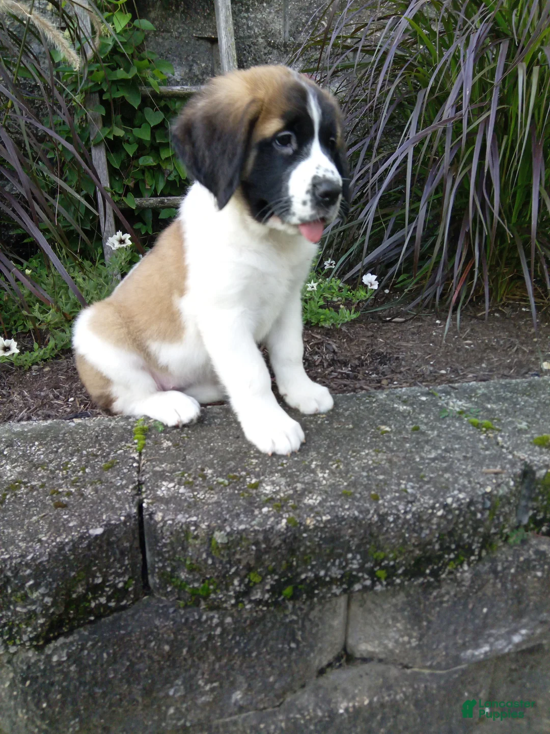 Saint Bernard dogs for sale: Carla  - Ad 2