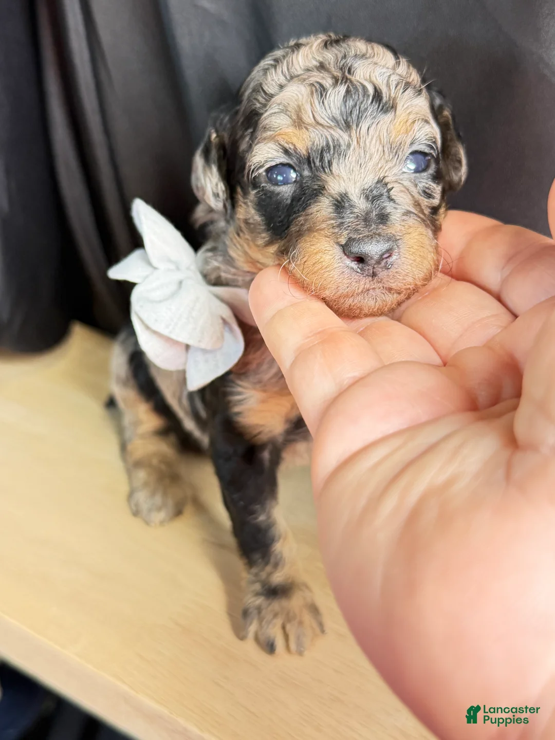 Miniature Poodle dogs for sale: Duke - Ad 1