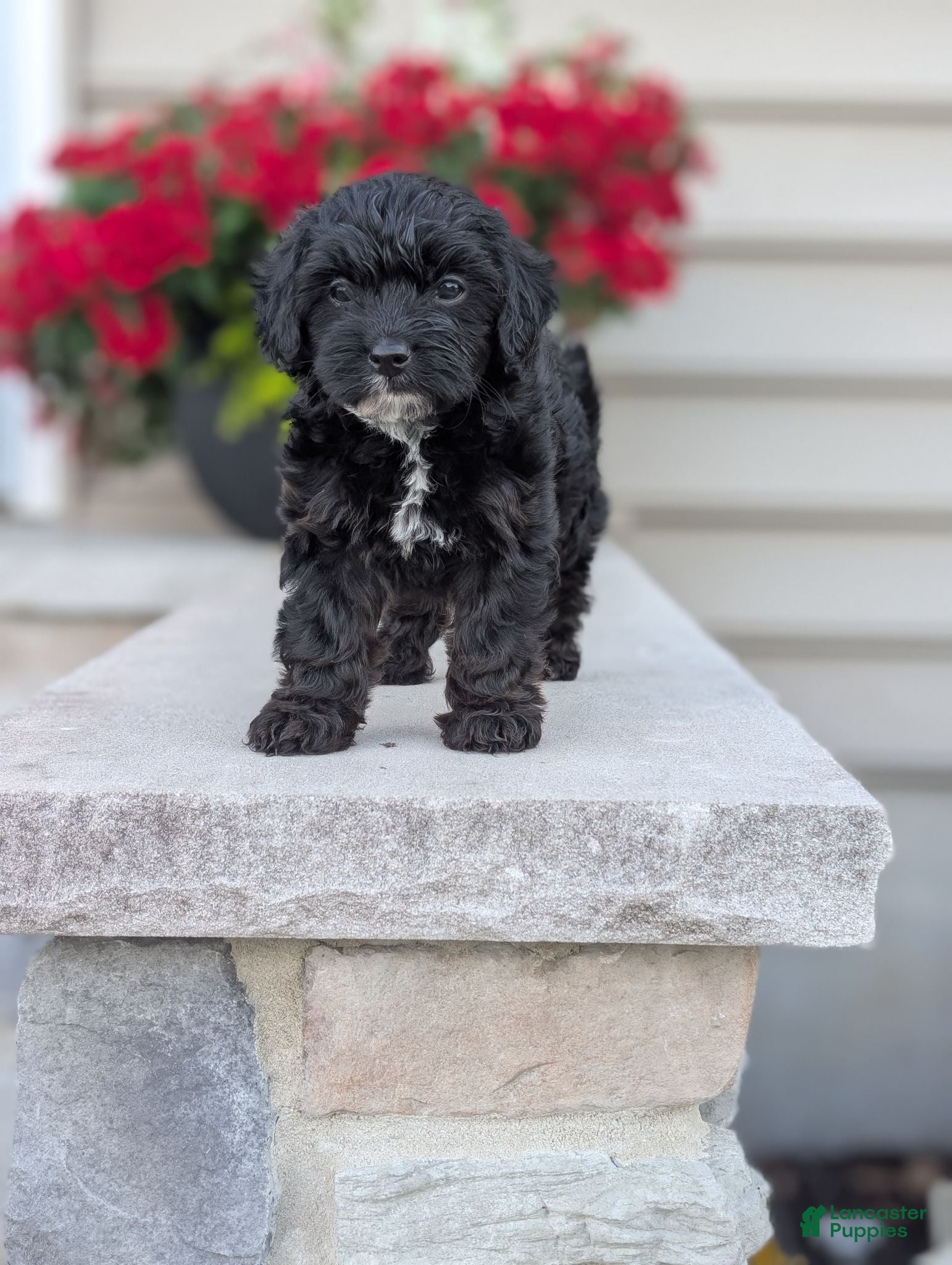 Yorkiepoo dogs Ava - Ad 1