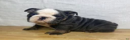 English Bulldog dogs for sale: Tank - Ad 3
