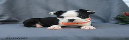 Boston Terrier dogs for sale: Olive  - Ad 2