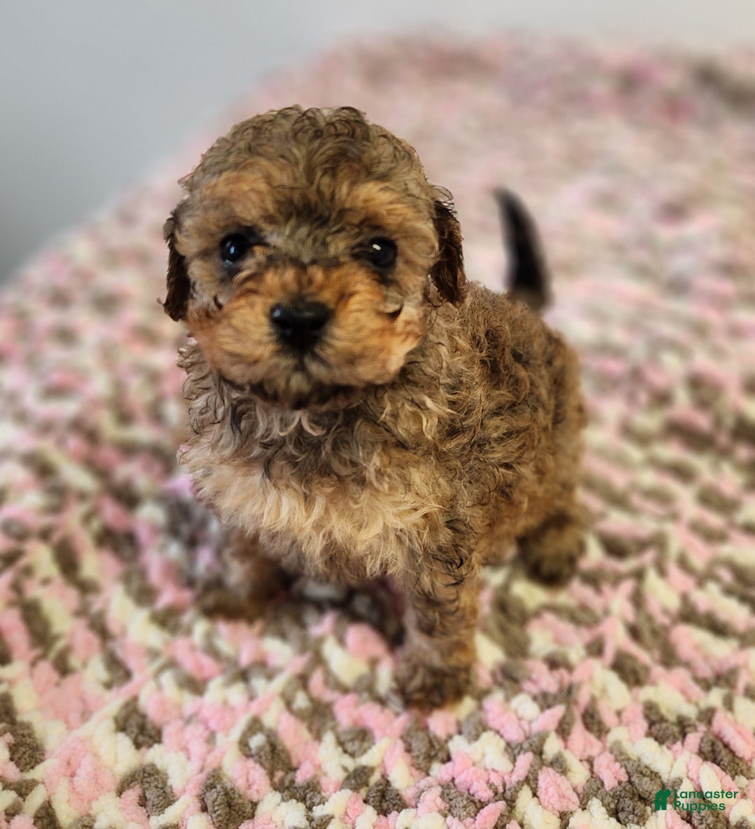 Toy Poodle dogs for sale: Kacie - Ad 1