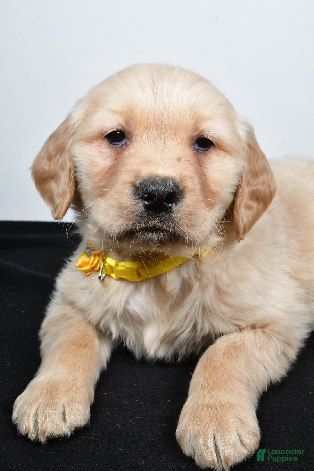 Golden Retriever dogs for sale: Joy - Ad 7