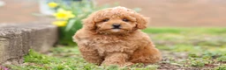 Maltipoo dogs for sale: Brittany - Ad 2