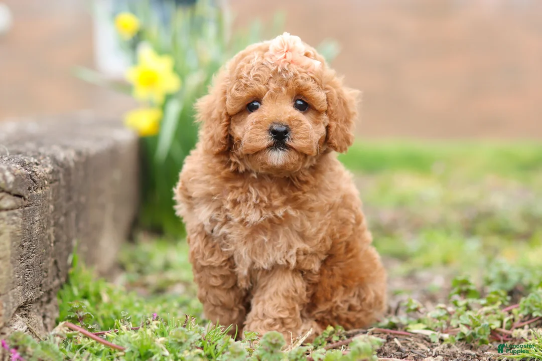 Maltipoo dogs for sale: Brittany - Ad 2
