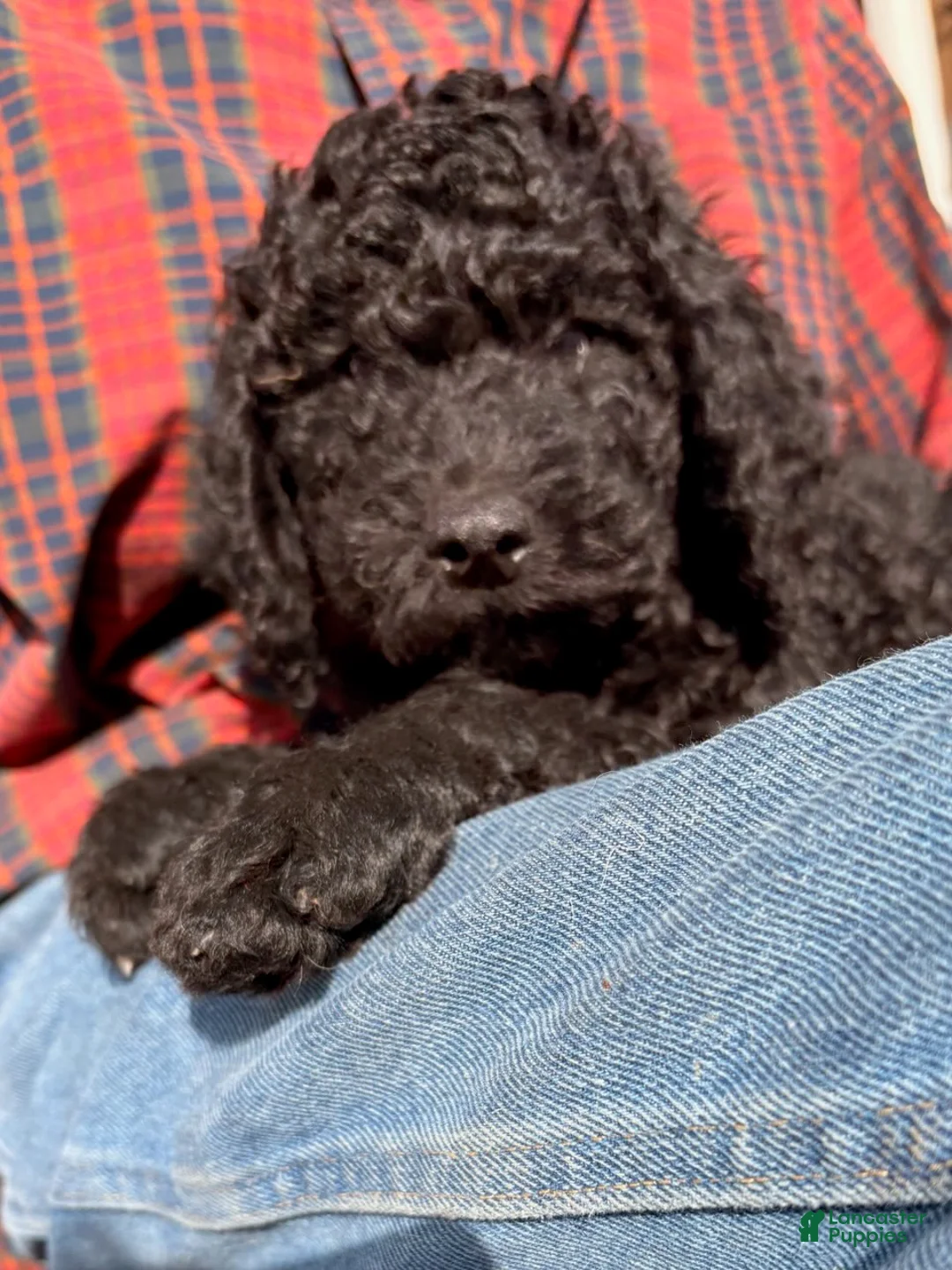 Mixed Breed dogs for sale: Maggie - Ad 2