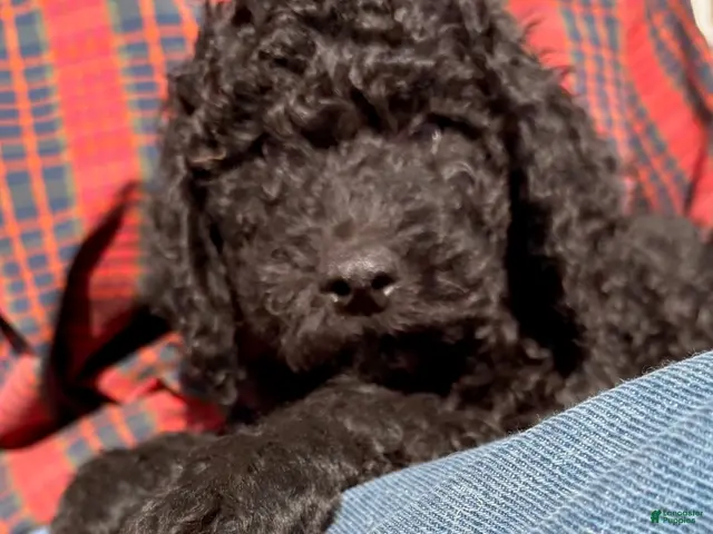 Mixed Breed dogs for sale: Maggie - Ad 2