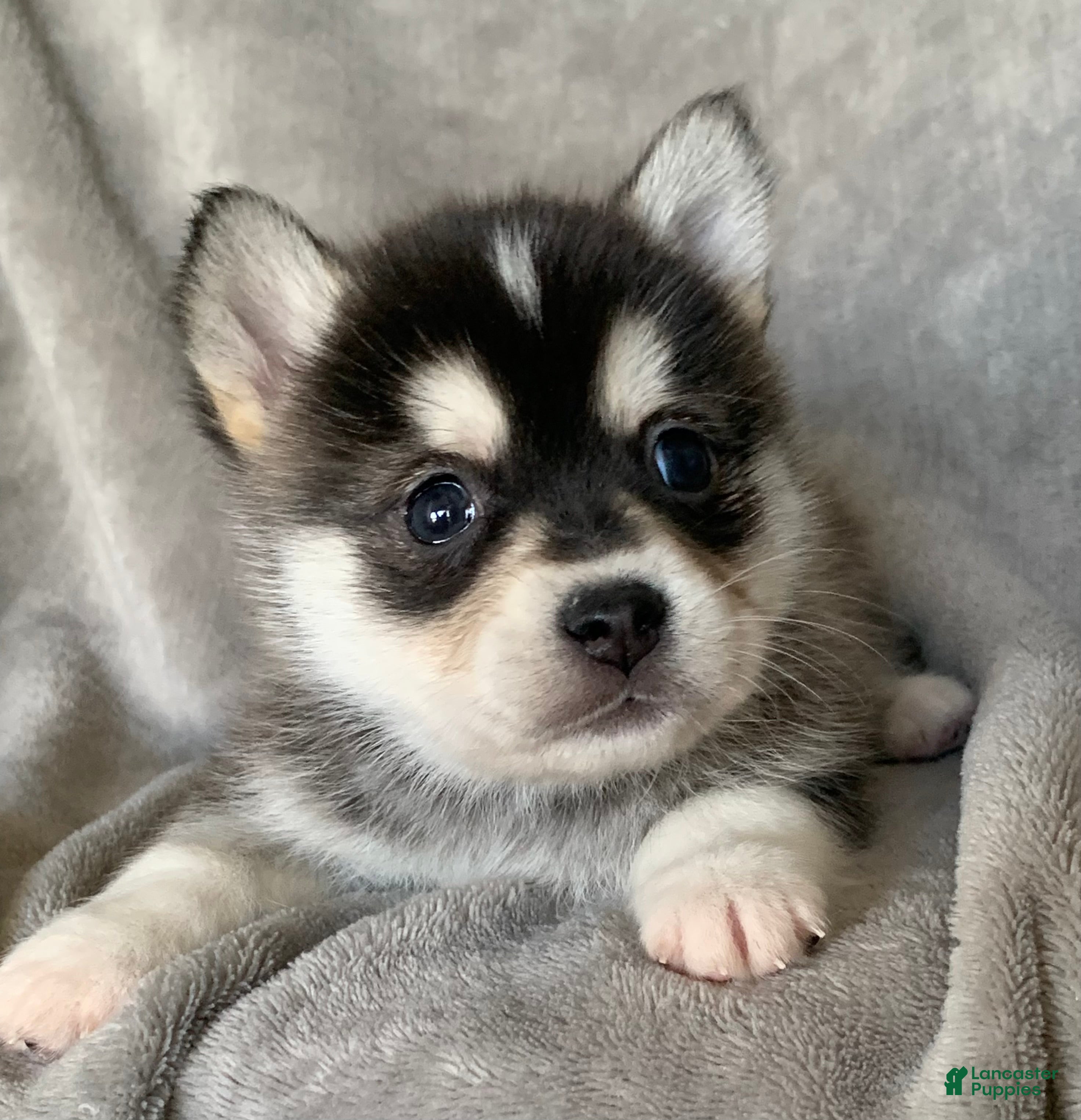 Alaskan Klee Kai dogs Tiny 2 lbs Cutie~ PEBBLE~!!! - Ad 13