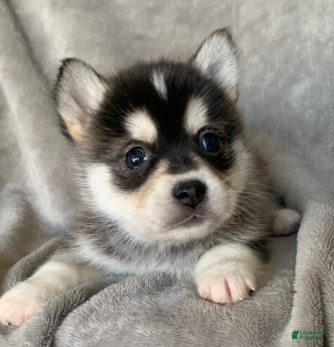 Alaskan Klee Kai dogs for sale: Tiny 2 lbs Cutie~ PEBBLE~!!! - Ad 1