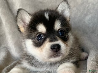 Alaskan Klee Kai dogs Tiny 2 lbs Cutie~ PEBBLE~!!! - Ad 31