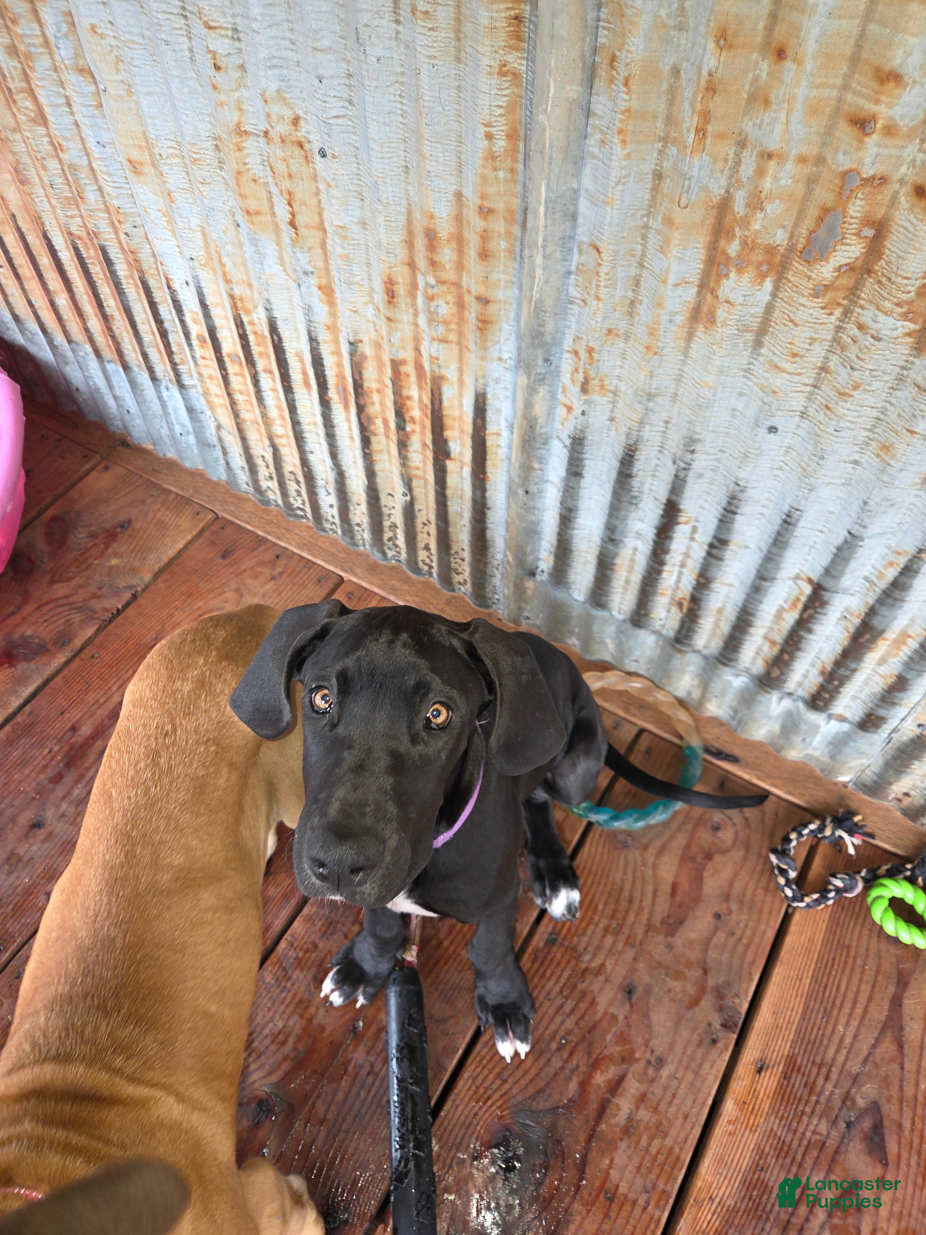 Great Dane dogs Great Dane 5 - Ad 12