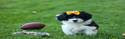 Corgipoo dogs for sale: NORMAN - Ad 13