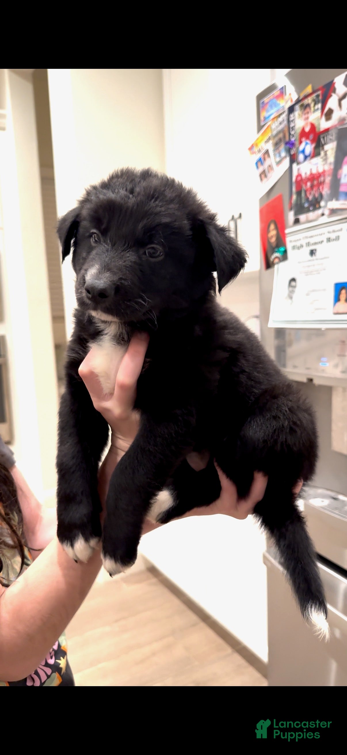 Mixed Breed dogs Dakota - Ad 5