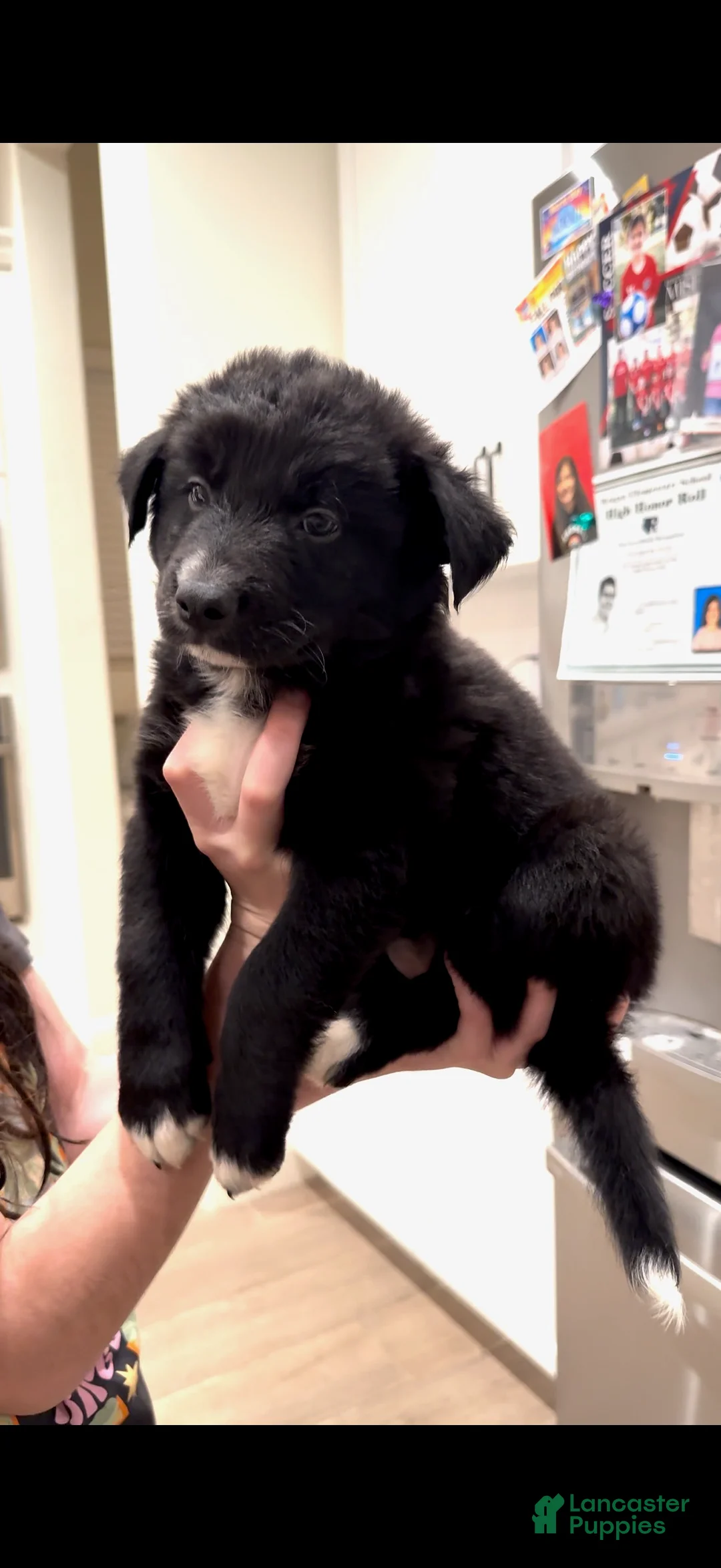 Mixed Breed dogs for sale: Dakota - Ad 1