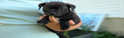 Staffordshire Bull Terrier dogs for sale: Moose 🐶 - Ad 18