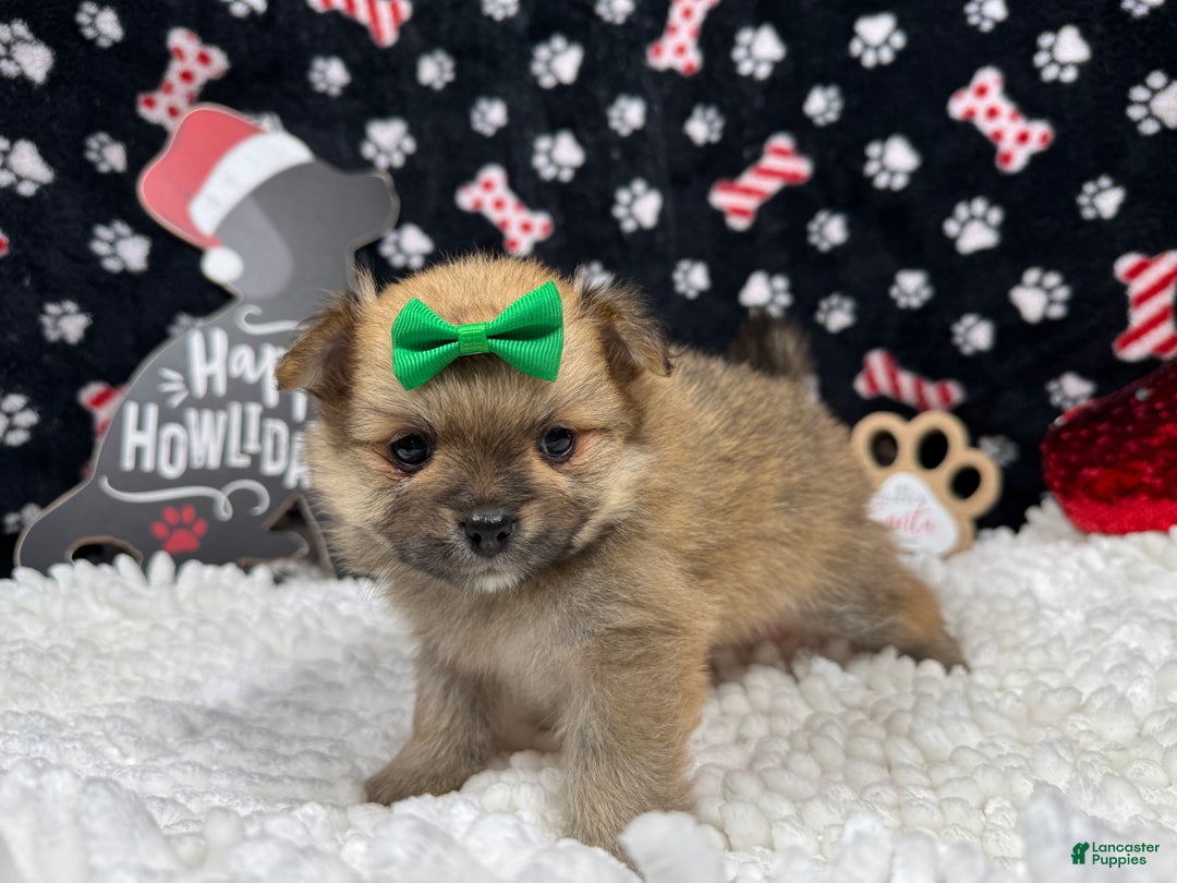 Pomeranian dogs for sale: Pomeranian Puppy 3 - Ad 2