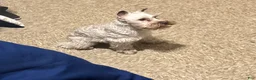 Miniature Schnauzer dogs for sale: Miniature Schnauzer Puppy 2 - Ad 2
