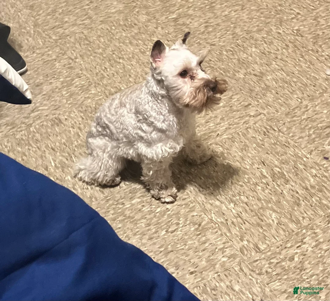 Miniature Schnauzer dogs for sale: Miniature Schnauzer Puppy 2 - Ad 2