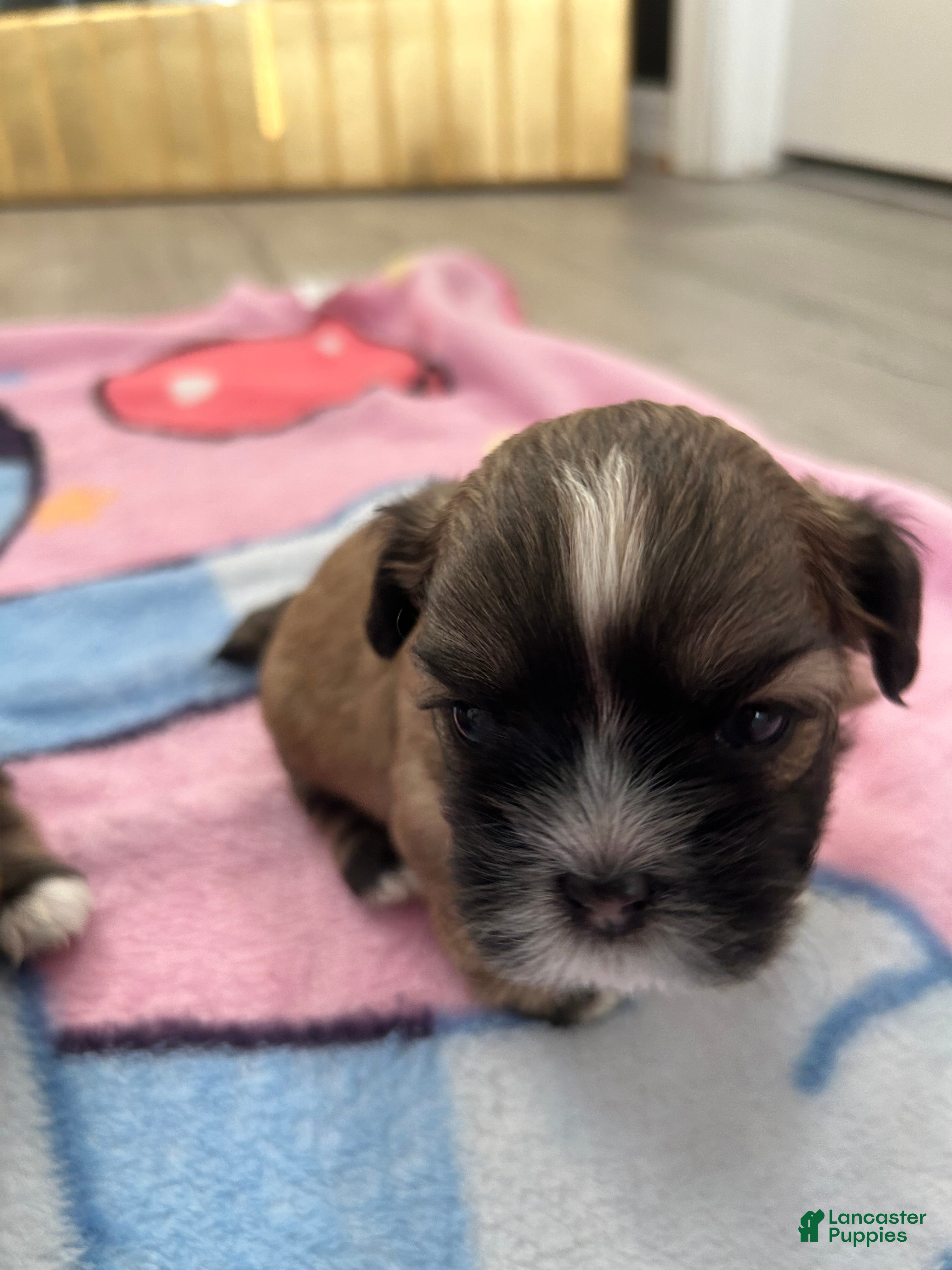 Shih Tzu dogs for sale: Shih Tzu 3 Autumn - Ad 1