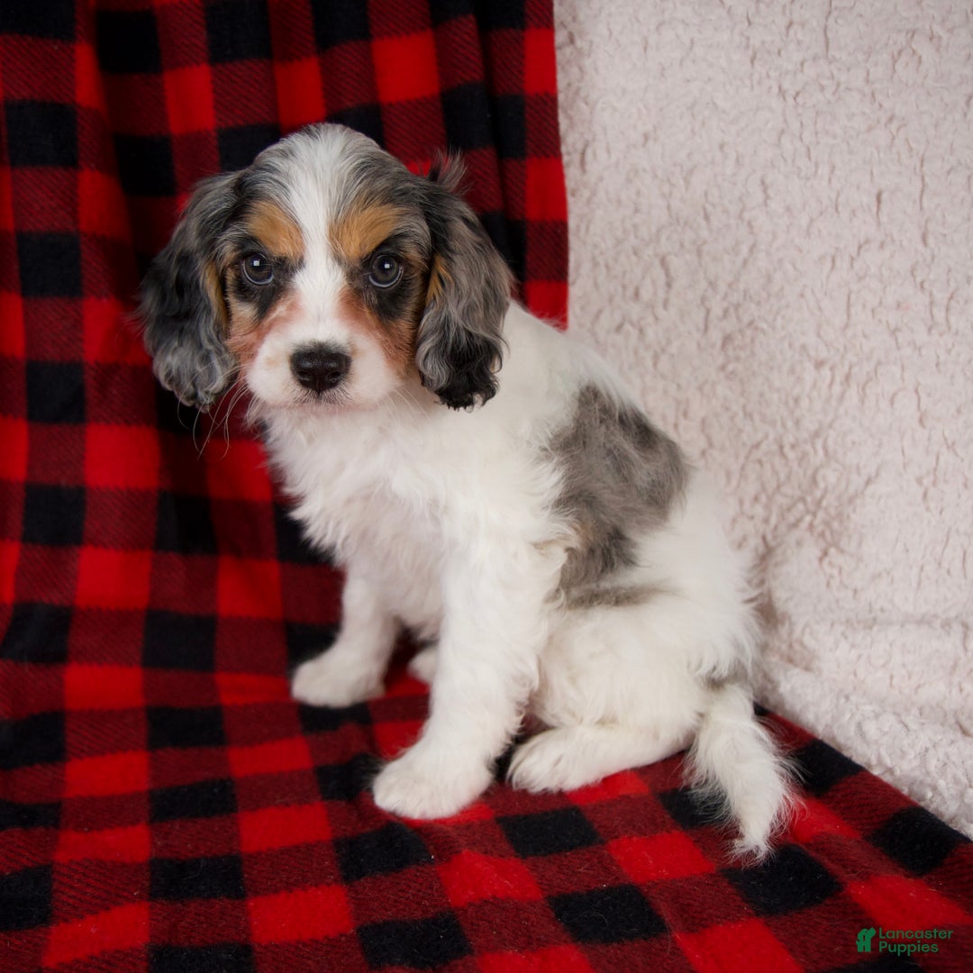 Cavapoo dogs for sale: Nala - Ad 4