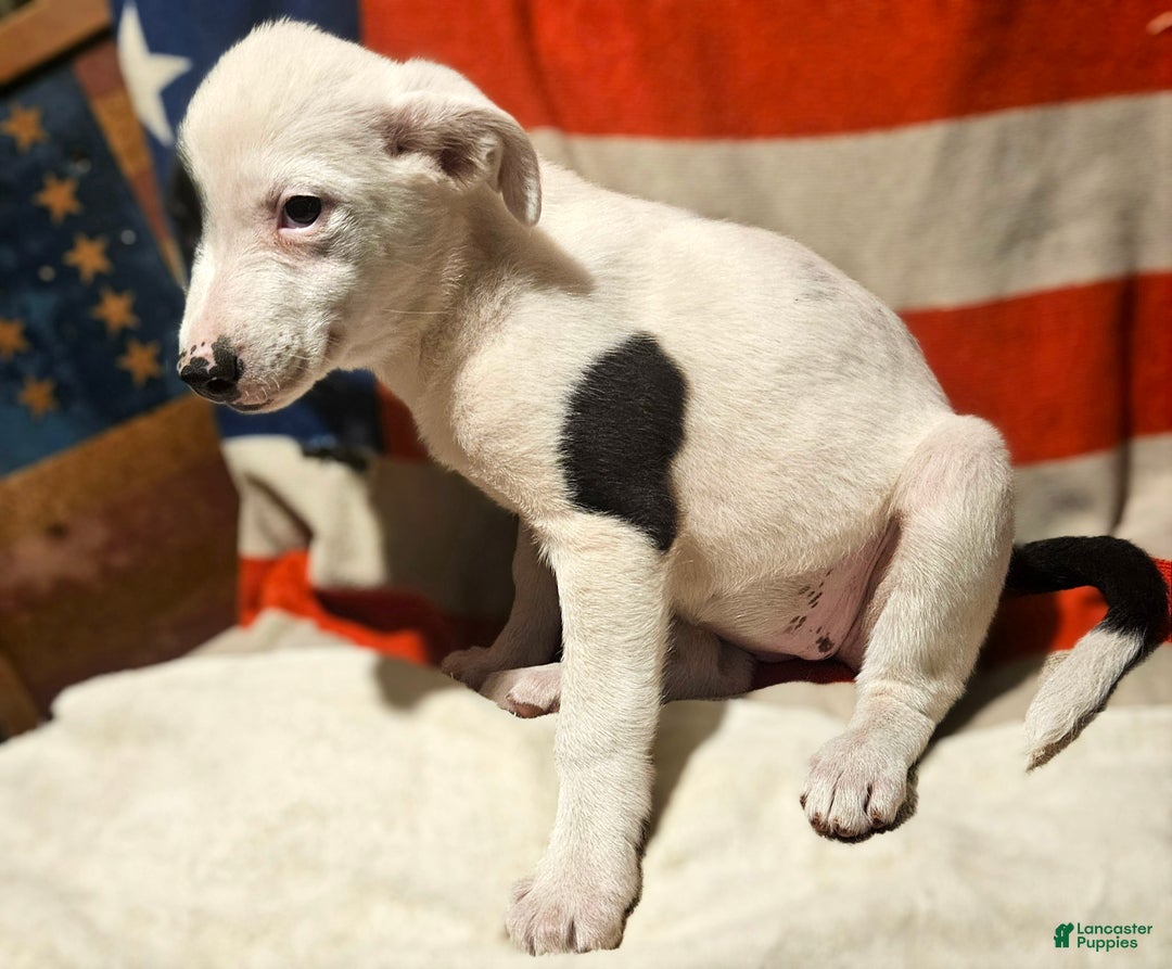 Border Collie dogs for sale: Dreami (Runt) - Ad 37