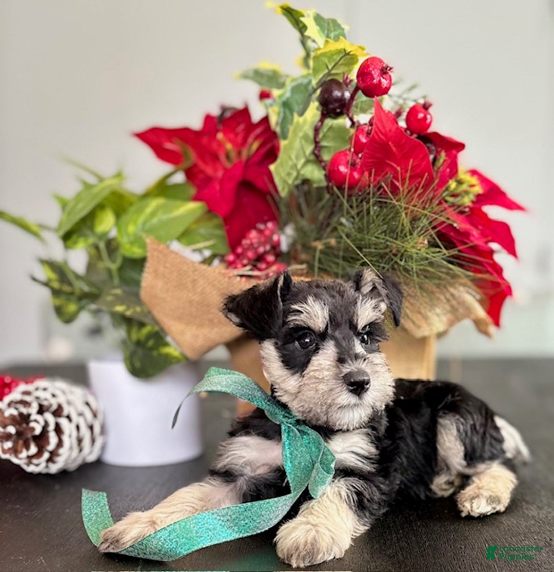 Miniature Schnauzer dogs for sale: Sparky - Ad 12
