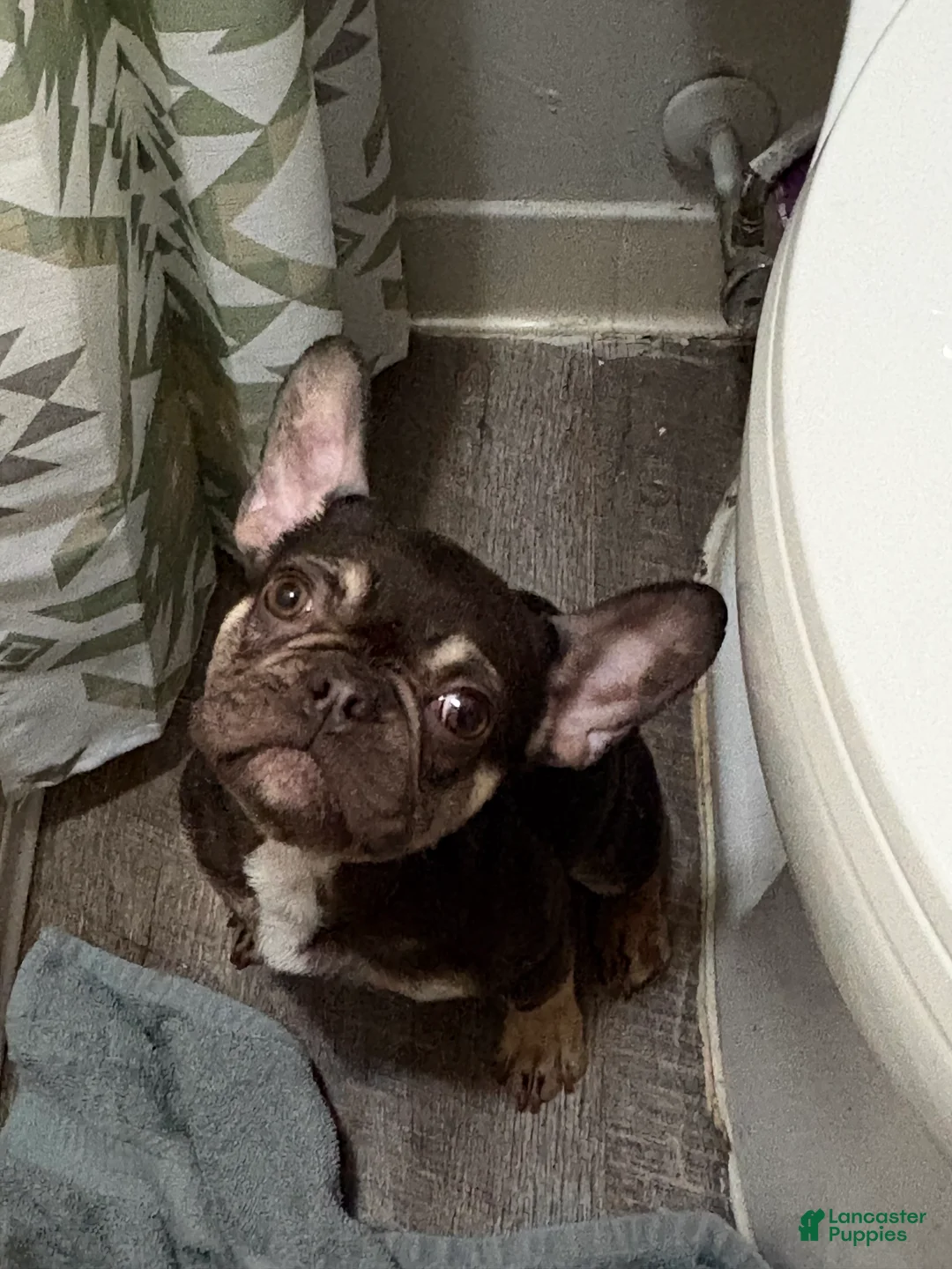 French Bulldog dogs for sale: French Bulldog Puppy 1 - Ad 1