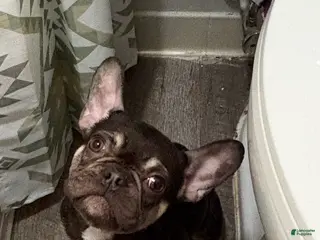 French Bulldog dogs French Bulldog Puppy 1 - Ad 33