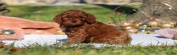Cavapoo dogs for sale: Tucker - Ad 2
