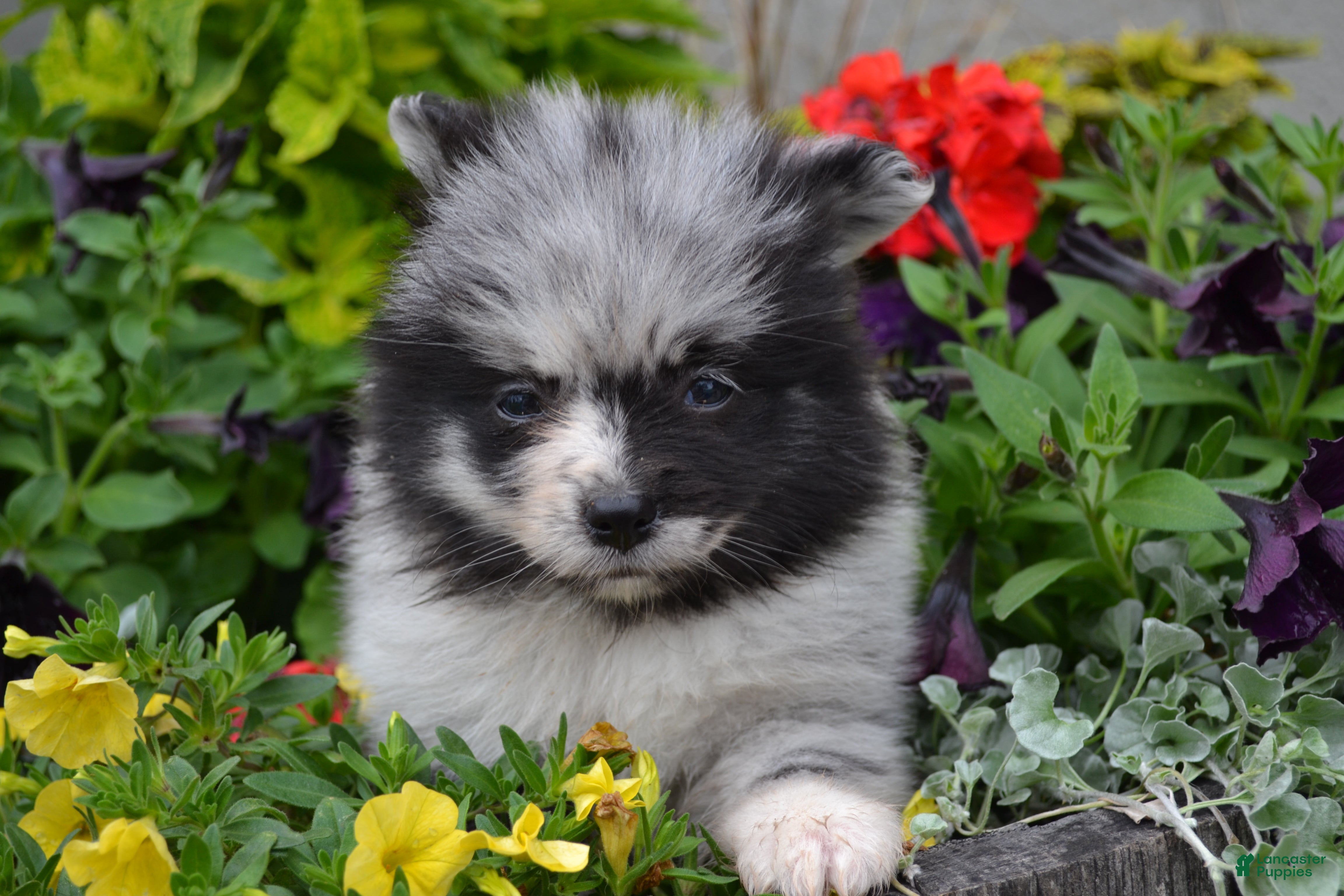 Pomeranian dogs Willow - Ad 8