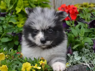 Pomeranian dogs Willow - Ad 7
