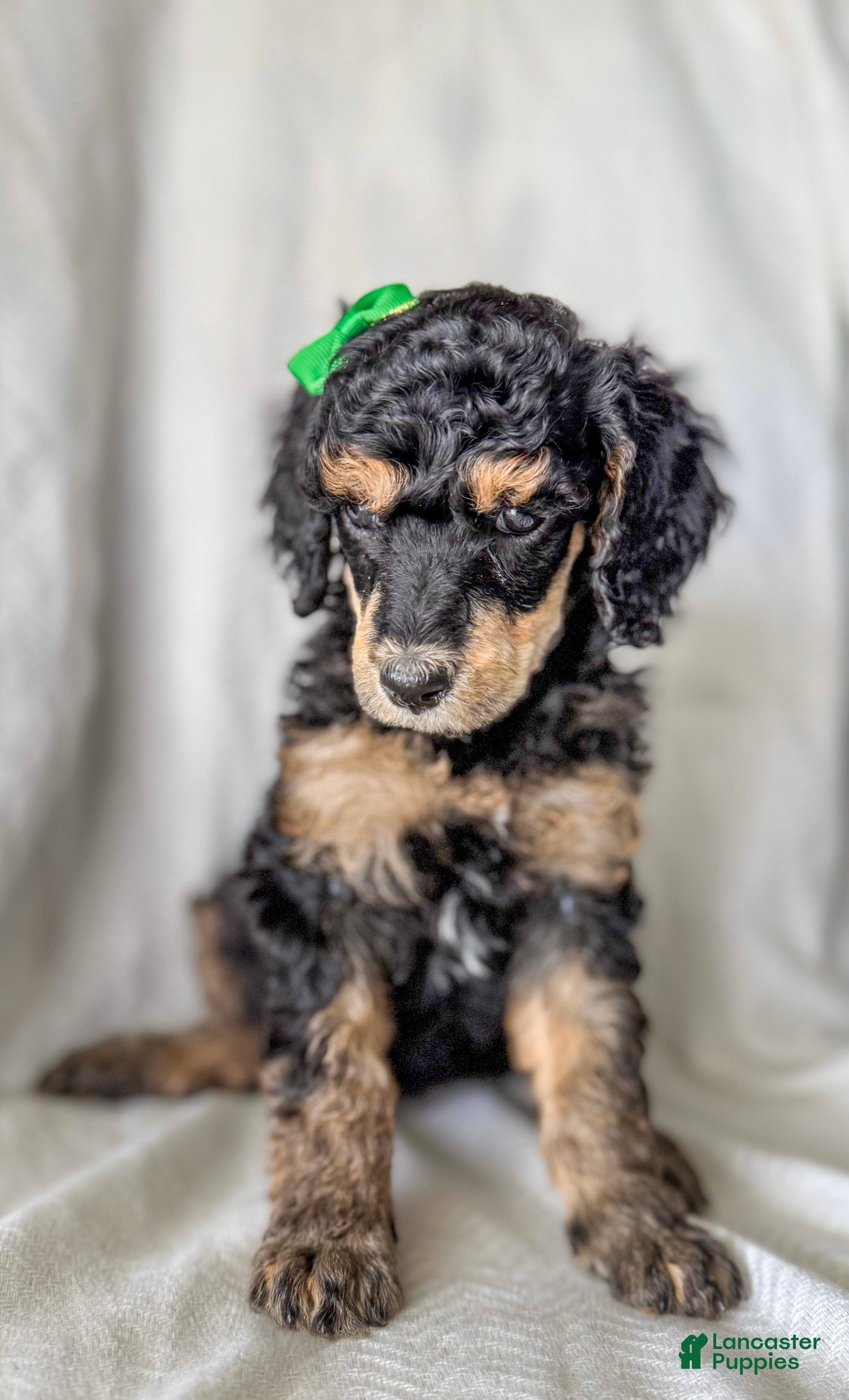 Standard Poodle dogs for sale: Standard Poodle Puppy 5 "Ms. Kim" - Ad 2
