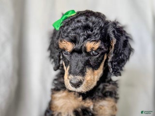 Standard Poodle dogs for sale: Standard Poodle Puppy 5 "Ms. Kim" - Ad 2