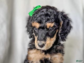 Standard Poodle dogs Standard Poodle Puppy 5 "Ms. Kim" - Ad 39