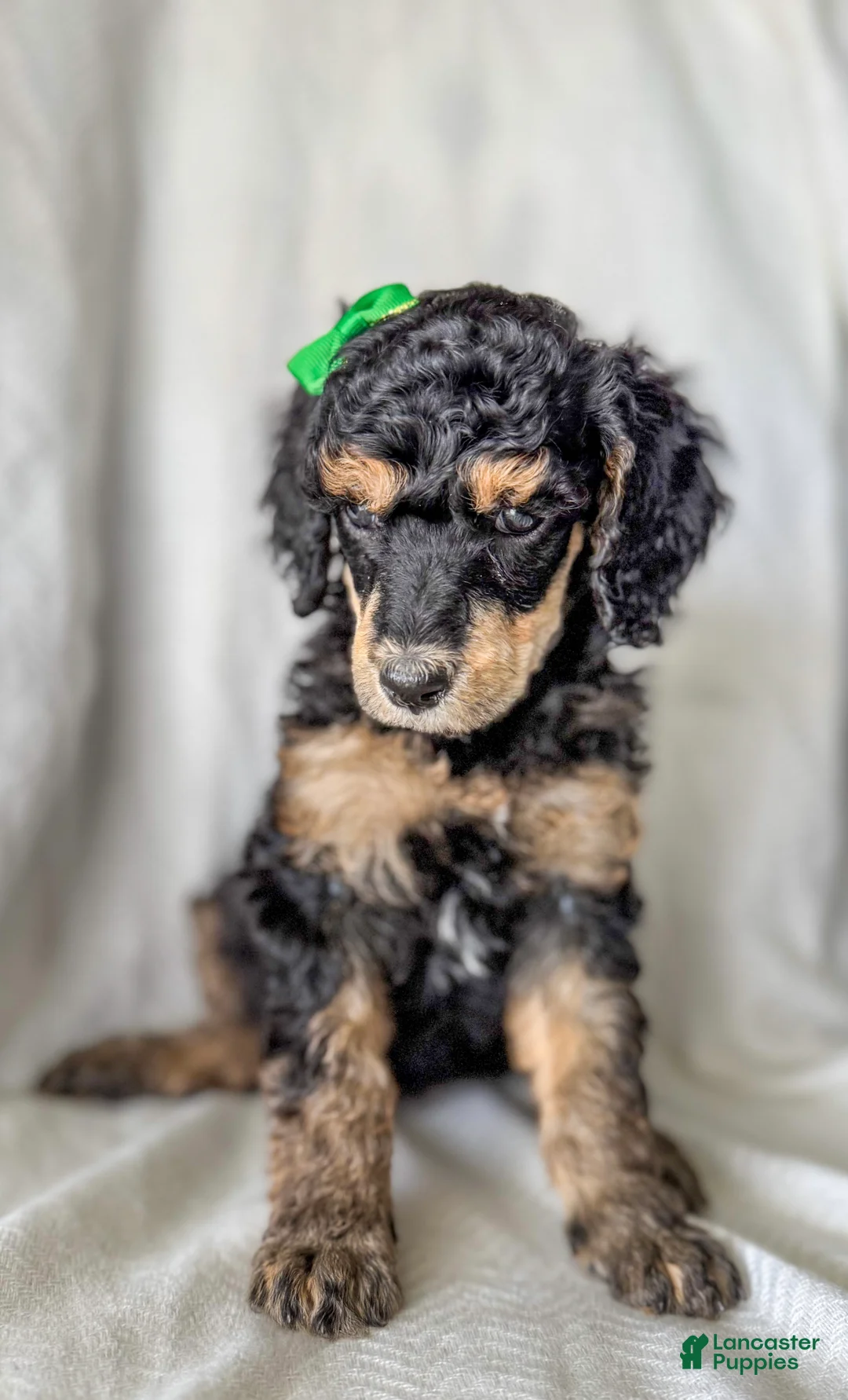 Standard Poodle dogs for sale: Standard Poodle Puppy 5 "Ms. Kim" - Ad 1