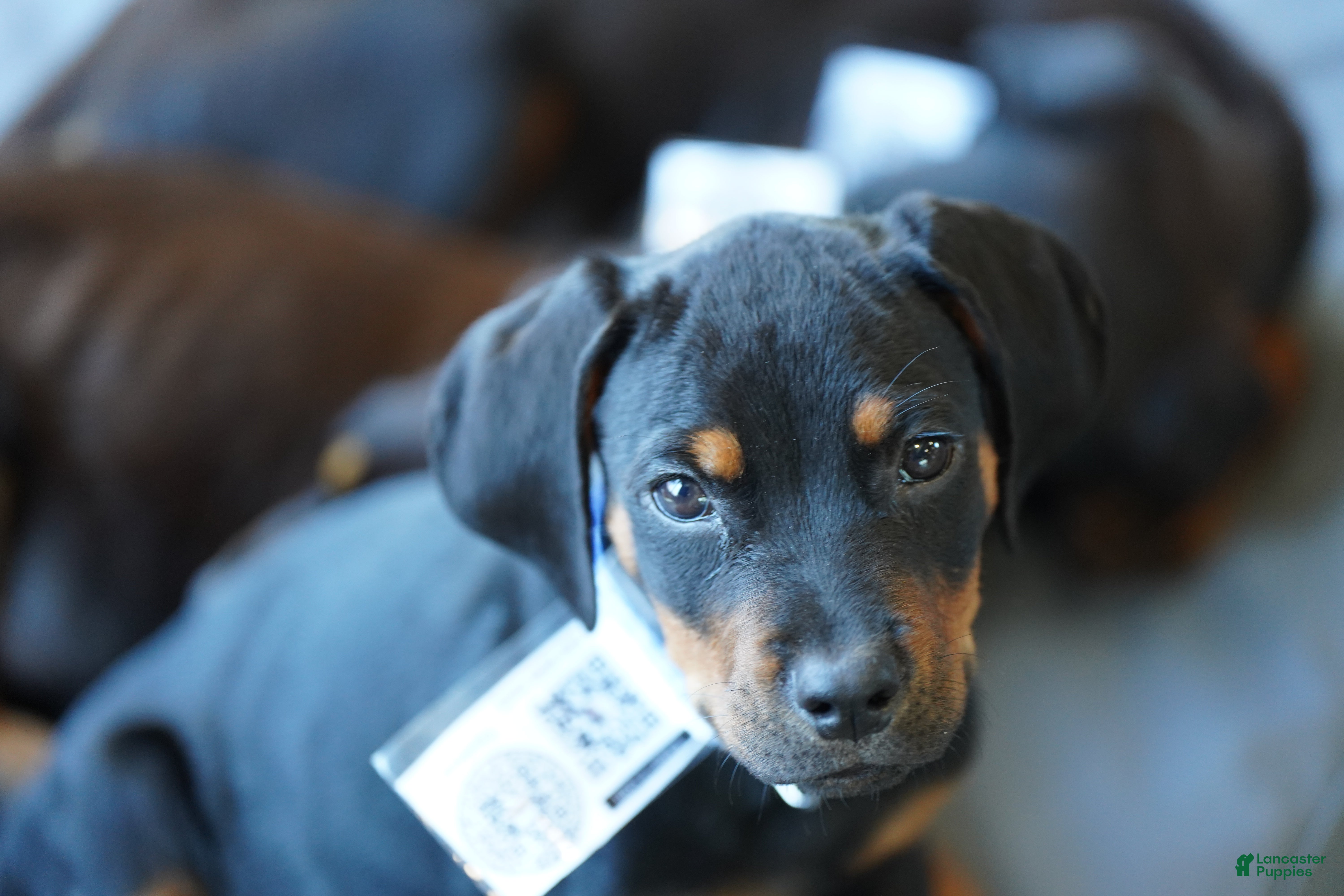 Rottweiler dogs for sale: Light Blue Collar - Ad 3