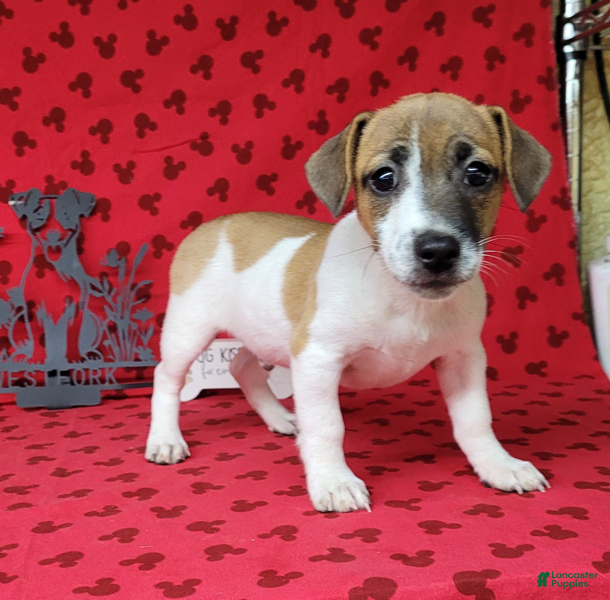 Jack Russell Terrier dogs Rebel DELIVERY AVAILABLE  - Ad 1