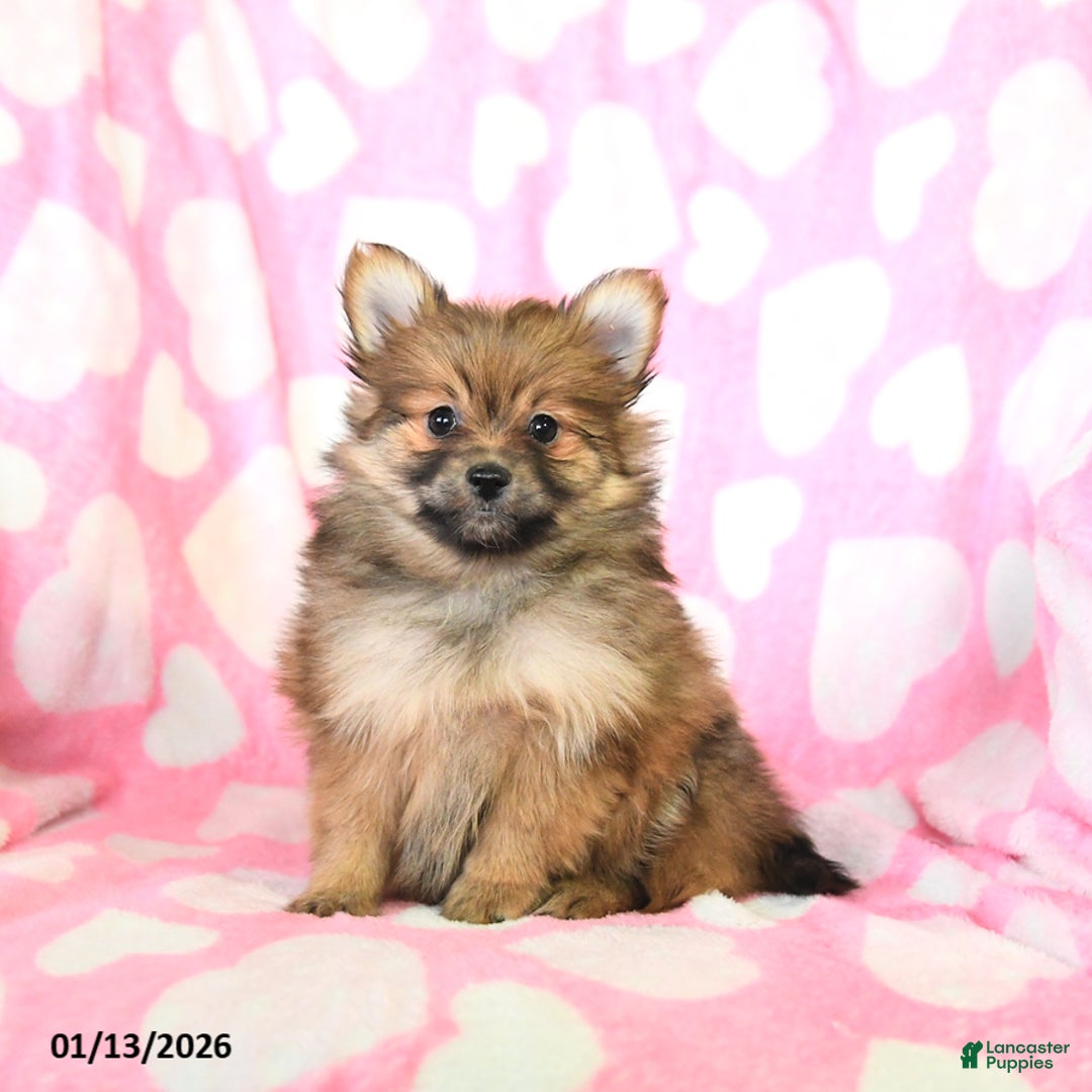 Pomeranian dogs for sale: Charity - Ad 1