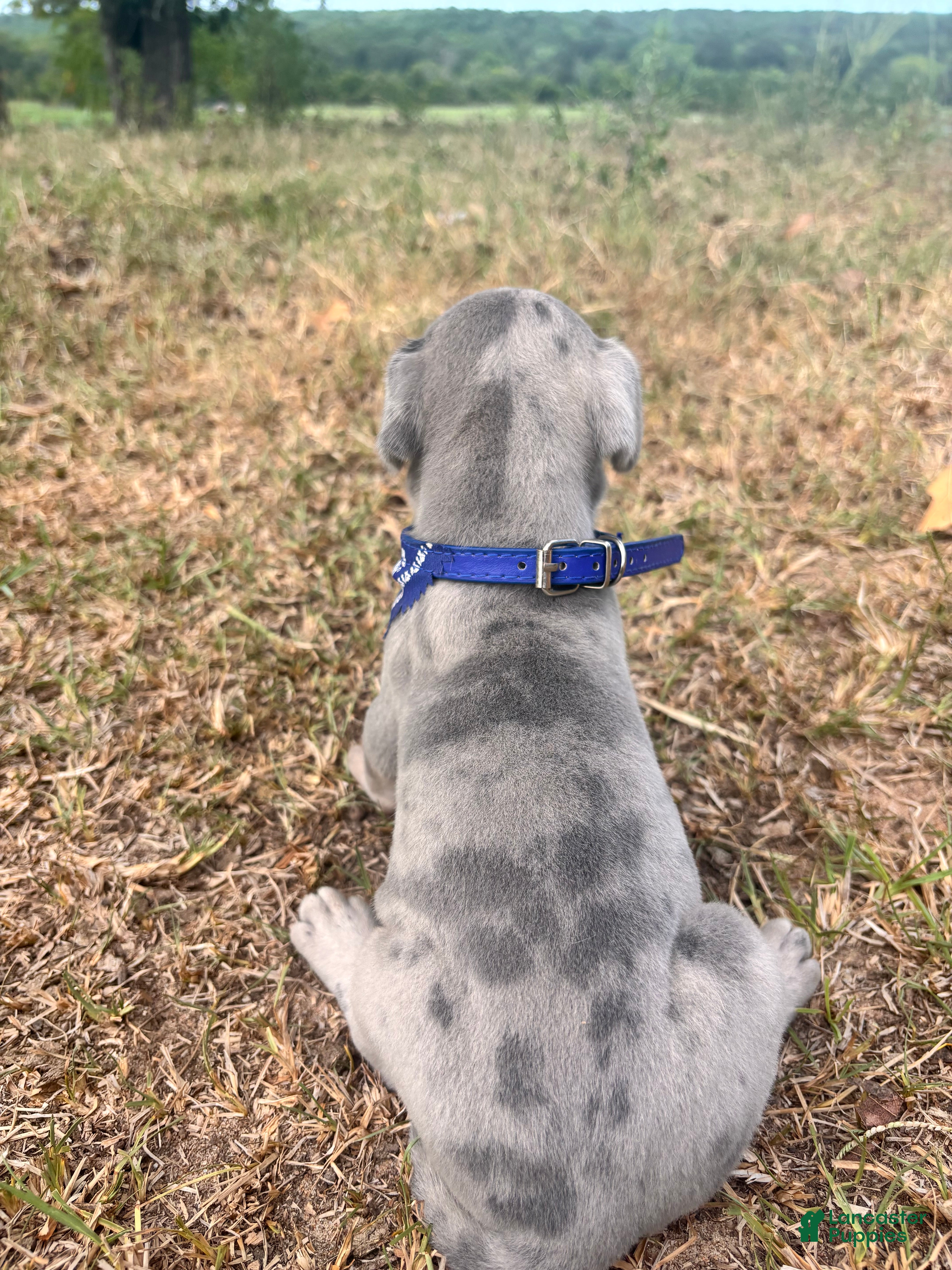 Great Dane dogs Euro Ridley  - Ad 2