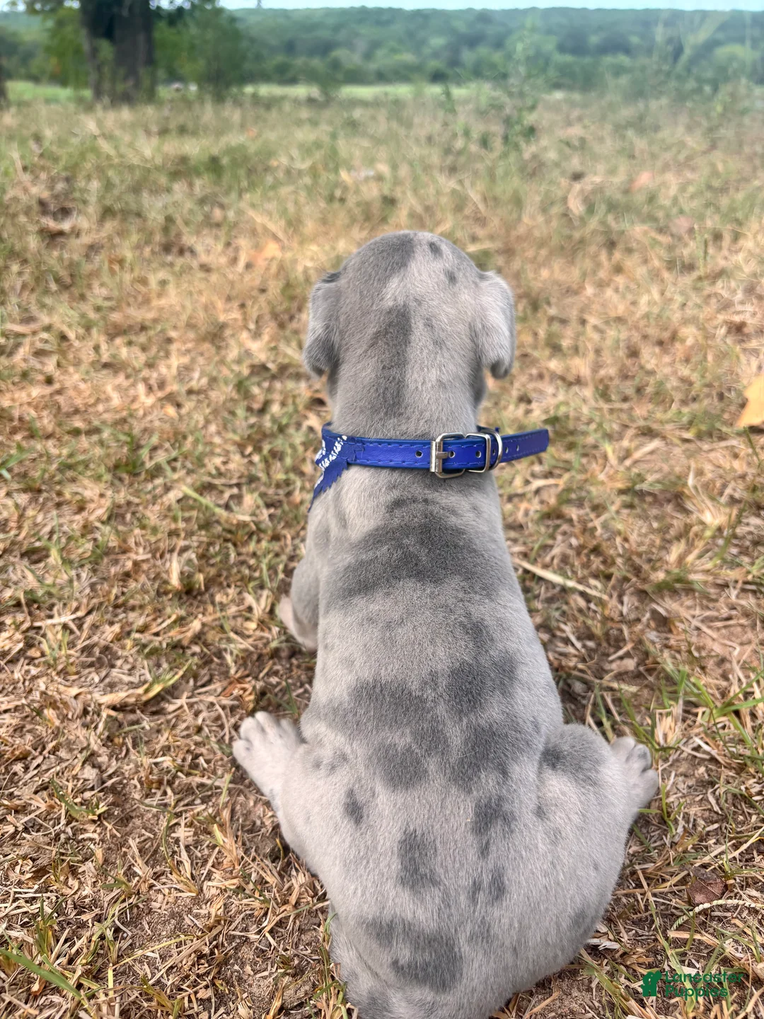 Great Dane dogs for sale: Euro Ridley  - Ad 2