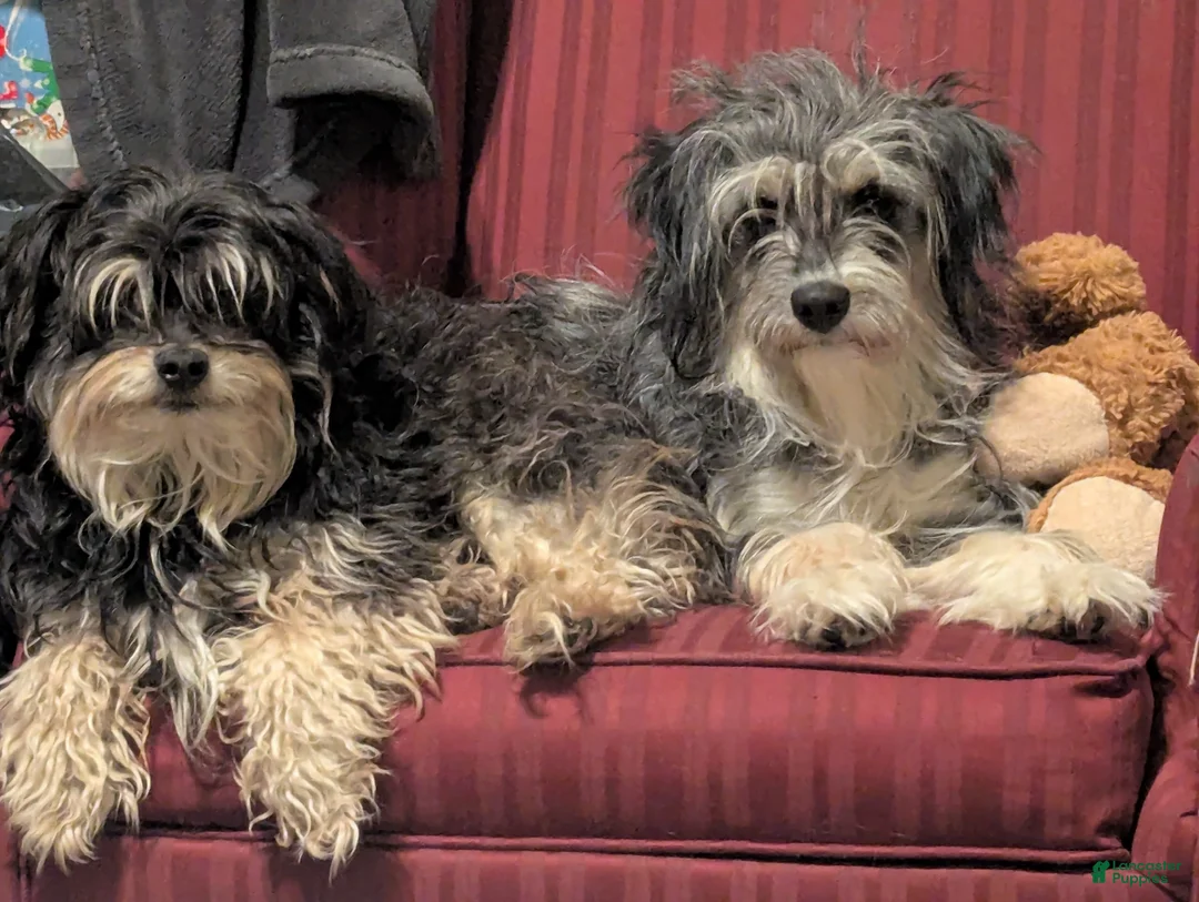 Aussiedoodle dogs for sale: Aussiedoodle Puppy 1 - Ad 4