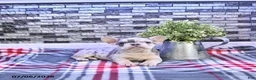 French Bulldog dogs for sale: Frankie - Ad 4
